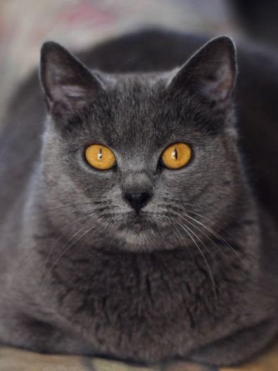 Le chartreux