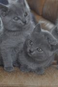 Chatons de Begonia