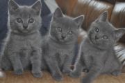 Chatons de Begonia