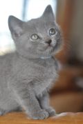 Chatons de Begonia