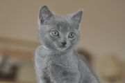 Chatons de Begonia