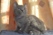 Chatons de Begonia