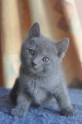 Chatons de Begonia