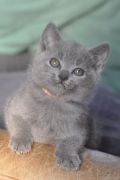 Chatons de Begonia