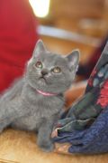 Chatons de Begonia