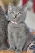 Chatons de Begonia