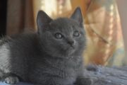 Chatons de Begonia