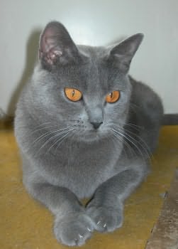 Chartreux - Bella