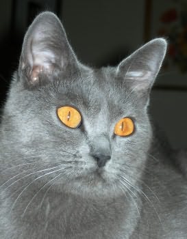 Photo de Bella