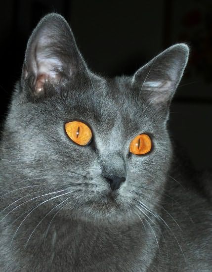 Le chartreux