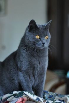 Chatons de Bella