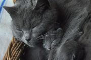 Chatons de Bella