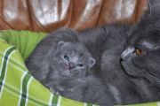 Chatons de Bella