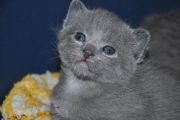 Chatons de Bella