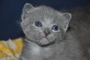 Chatons de Bella