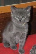 Chatons de Bella