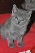 Chatons de Bella
