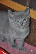 Chatons de Bella