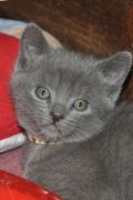 Chatons de Bella