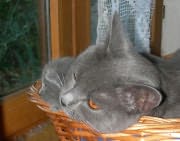 Chaton Chartreux