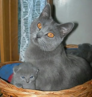 Chaton Chartreux