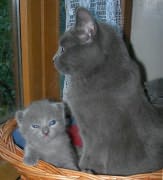 Chaton Chartreux