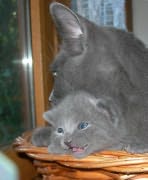 Chaton Chartreux