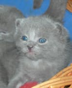Chaton Chartreux