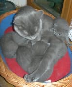 Chaton Chartreux