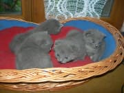 Chaton Chartreux