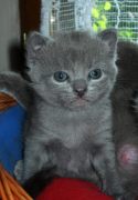 Chaton Chartreux