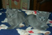 Chaton Chartreux