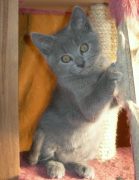 Chaton Chartreux