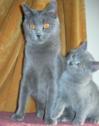 Chaton Chartreux