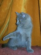 Chaton Chartreux
