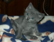 Chaton Chartreux