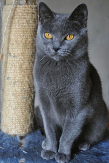 Le chartreux