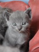 Chaton Chartreux