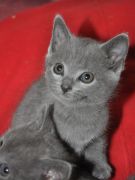 Chaton Chartreux