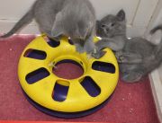 Chaton Chartreux