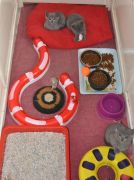 Chaton Chartreux