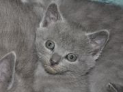 Chaton Chartreux