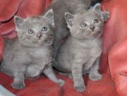 Chaton Chartreux