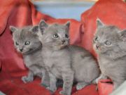 Chaton Chartreux