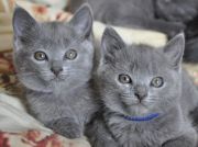 Chaton Chartreux