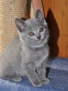 Chaton Chartreux