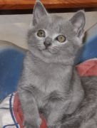 Chaton Chartreux