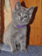 Chaton Chartreux