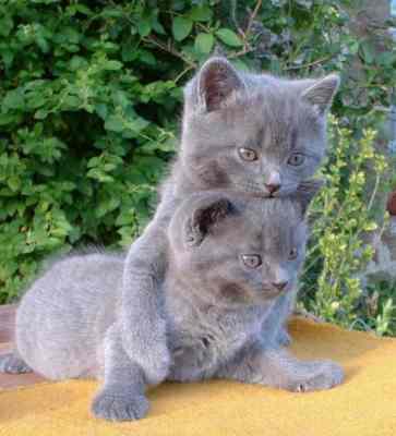 Experienced stud (6 weeks old) available for youe kittens!