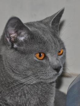 Le chartreux